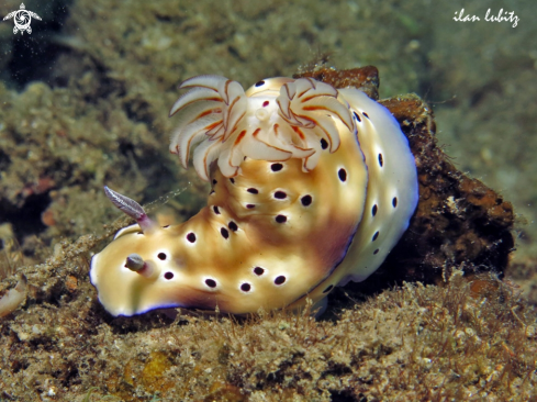 A Nudibranch