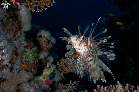 A Pterois volitans | Pterois volitans