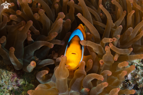 A Amphiprion bincinctus | Clownfish
