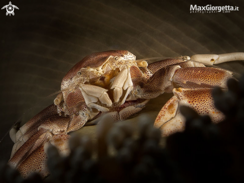 A Porcellain crab up anemon