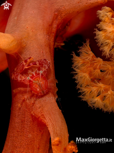 A Four-Lobed Porcelain Crab