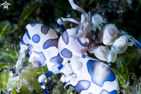 A Harlequin Shrimp