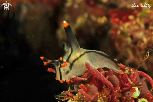 A sea slug