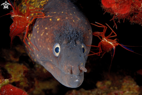 A Muraena helena con due Lysmata seticauda | Murena con due Gamberi pulitori