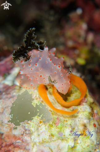 A Nudi