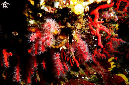 A Corallium rubrum | corallo rosso 