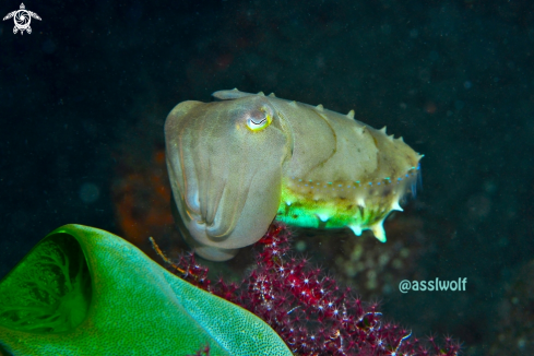 A Cuttlefish