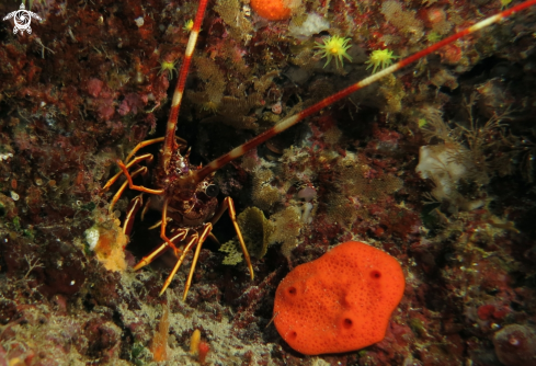 A Palinurus elephas  | aragosta mediterranea