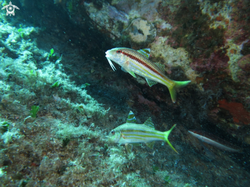 A Mullus surmuletus | triglia di scoglio