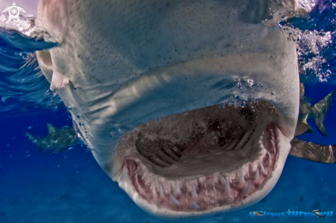 A Lemonshark