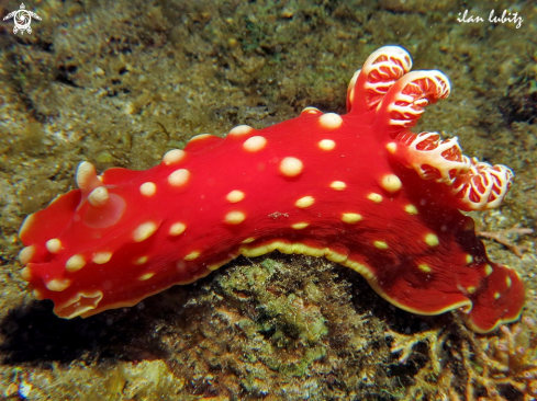 A Nudibranch