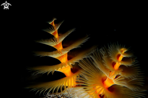 A Christmas tree worm