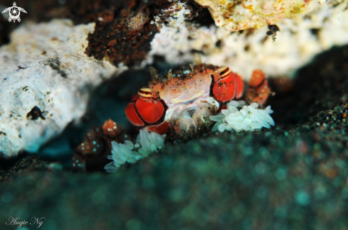 A Boxer Crab