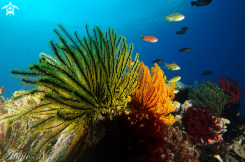 A Underwater scene