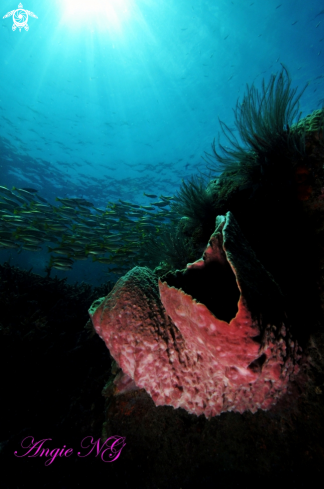 A Underwater Scene