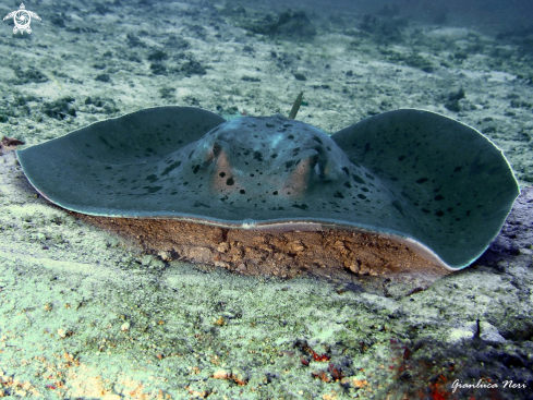 A Dasyatis | Sting ray