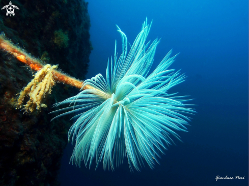 A Sabella spallanzanii | Spirografo