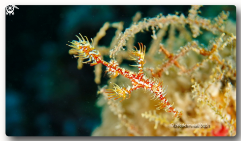 A Solenostomus paradoxus  | Ornate Ghost Pipefish 