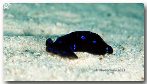 A Red Sea chelidonura 