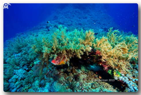 A Sargocentron spiniferum | Longjawed squirrelfish