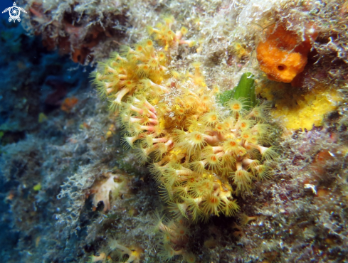 A margherite di mare