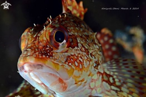 A Scorpionfish