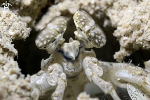 A White Mantis Shrinp