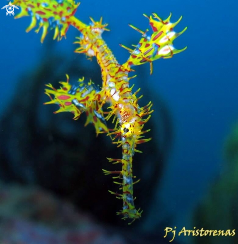 A Solenostomus cyanopterus | Ornate Ghostpipefish