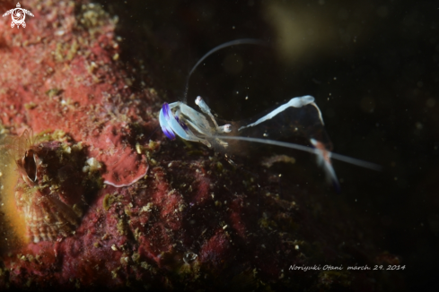 A anemone shrim