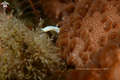 A  Nudi