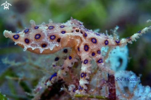 A Blue ring Octopus