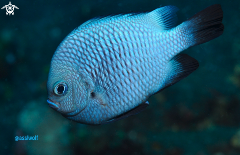 A Damselfish