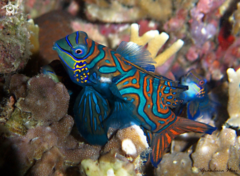 A Mandarin fish