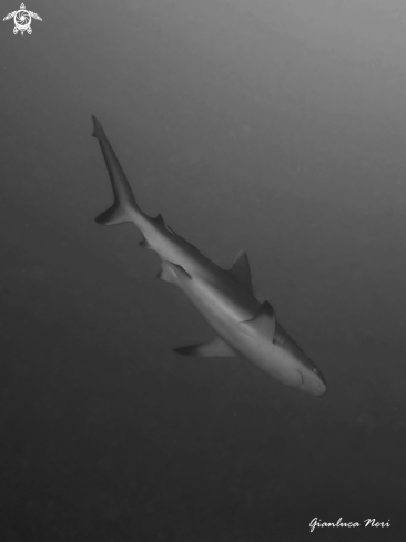 A Carcharhinus amblyrhynchos | Grey reef shark