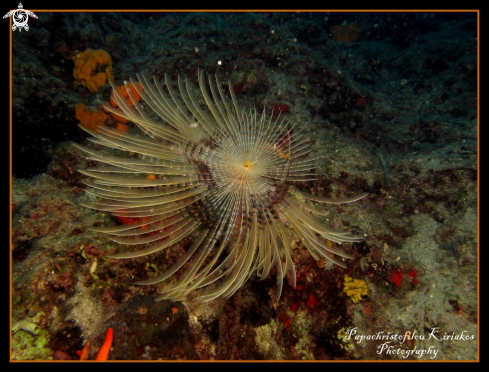 A Spiral Tube Worm (Spirographis spallanzani) 