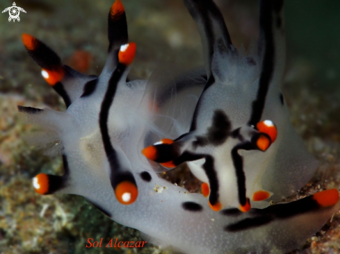 A nudibranch