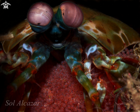 A mantis shrimp