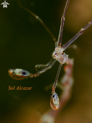 A Skeleton Shrimp