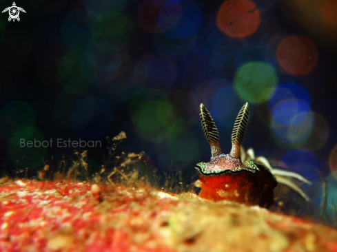 A Nudibranch