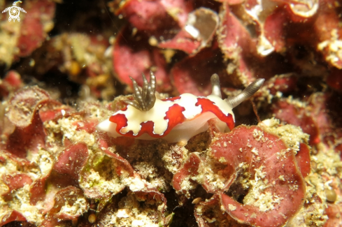 A Nudibranch