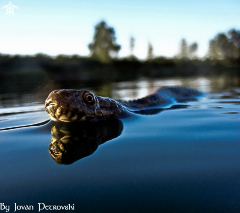 A Vodena zmija Ribarica / Water snake - Ribarica.