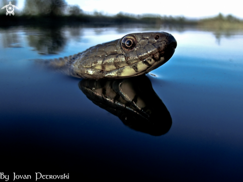 A Vodena zmija Ribarica / Water snake - Ribarica.