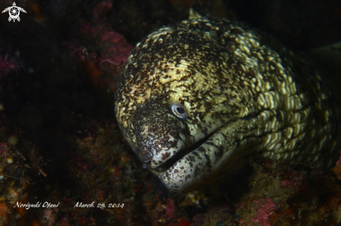 A Moray Eel