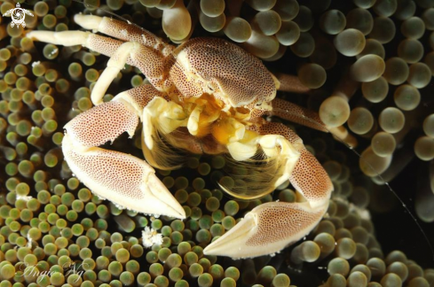 A abnormal crab