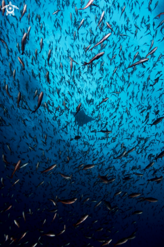 A Aetobatus narinari | Eagle Ray