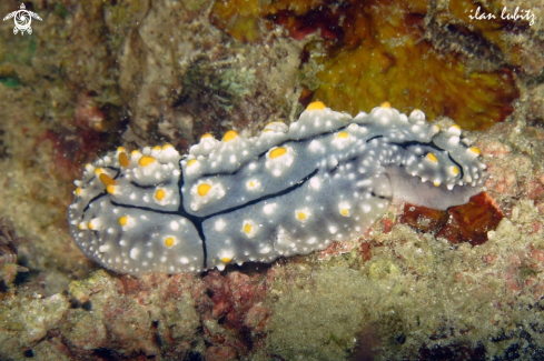 A Nudibranch