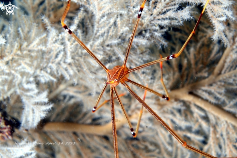 A Ortmann's spider-crab