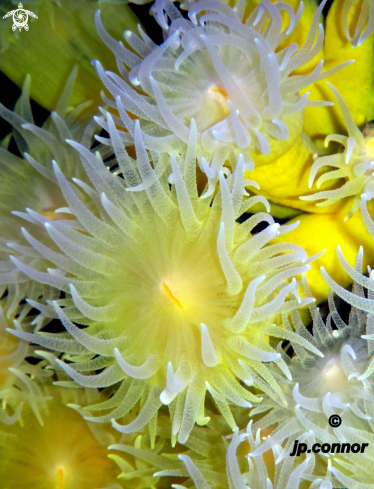 A Corail Jaune Solitaire