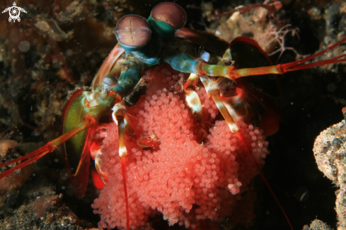 A Mantis Shrimp