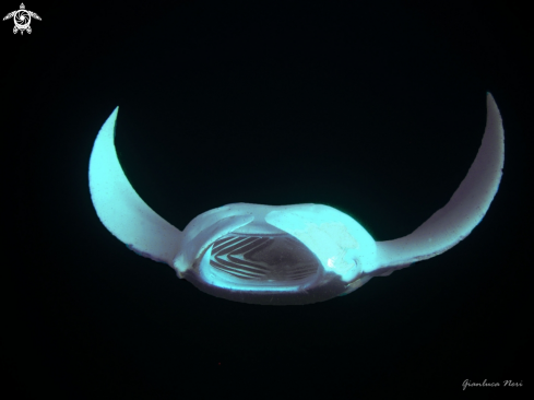 A Manta birostris | Manta